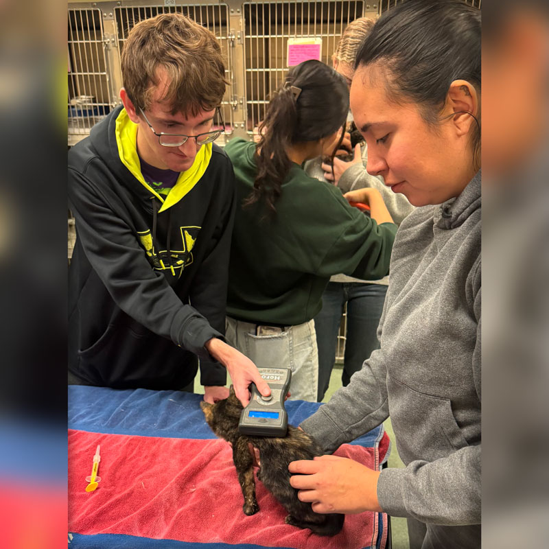 Veterinary Assistant students work with live animals in the classroom and on site