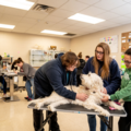Veterinary Assistant