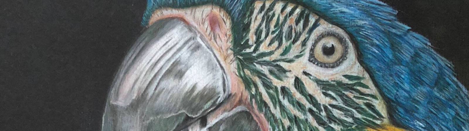 Colored Pencil