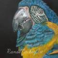 Colored Pencil