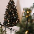 Enhance Your Home During the Holidays with Plants