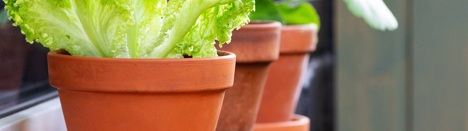Let's Grow! Creating a Thriving Container Garden