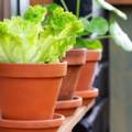 Let's Grow! Creating a Thriving Container Garden