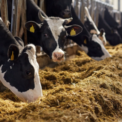 Agriculture Business | AS