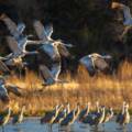 Experience the Sandhill Cranes Migration