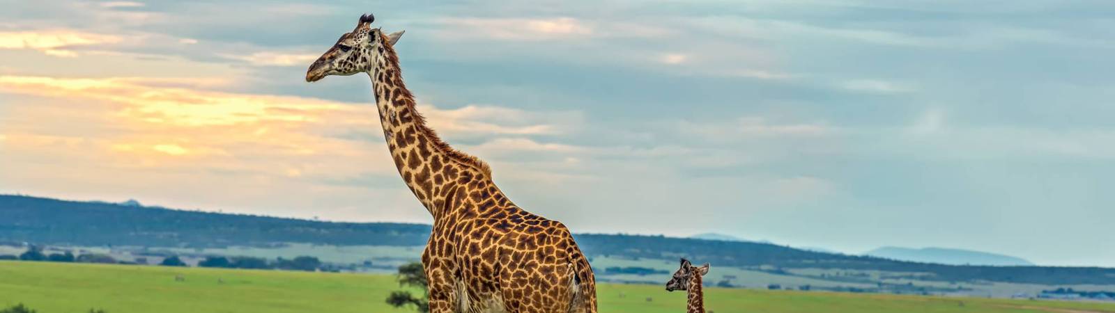 Kenya Wildlife Safari Mount Kenya to Maasai Mara and Amboseli